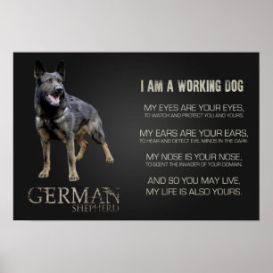 Werkzame Duitse Shepherd Dog - GSD Poster