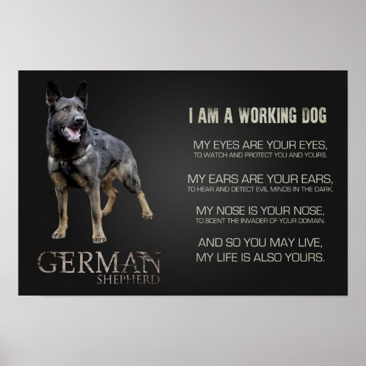 Werkzame Duitse Shepherd Dog - GSD Poster (Voorkant)