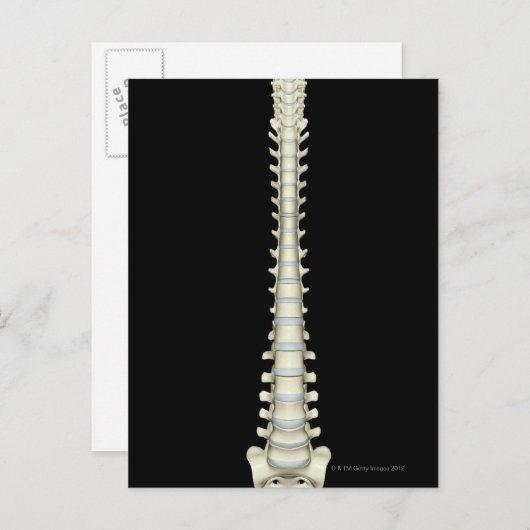 wervelkolom 2 briefkaart (Voorkant / Achterkant)