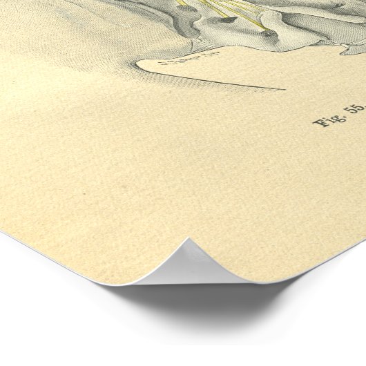 wervelkolom, anatomisch lumbaal poster (Hoek)