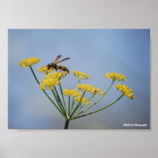 Wesp bestuift wilde venkel poster (Voorkant)