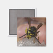 wesp magneet (Voorkant / Achterkant)