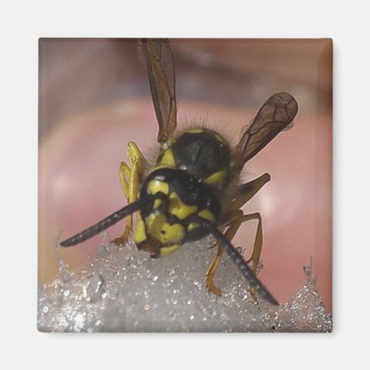 wesp magneet (Voorkant)