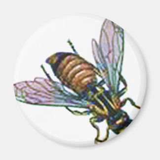 Wesp of Hornet Magneet