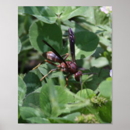 Wesp Poster