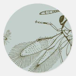Wespen, Aspidiotiphagus citrinus Ronde Sticker