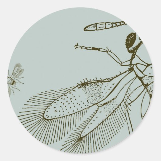 Wespen, Aspidiotiphagus citrinus Ronde Sticker (Voorkant)