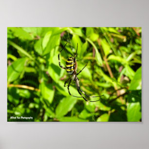 Wespenspin in het Groen Poster