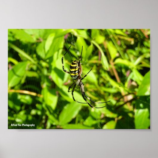 Wespenspin in het Groen Poster (Voorkant)