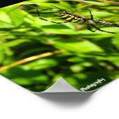 Wespenspin in het Groen Poster (Hoek)