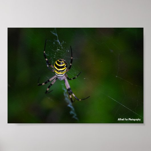 Wespenspin, Wielspinster Poster (Voorkant)