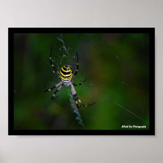 Wespenspin, Wielspinster Poster (Voorkant)