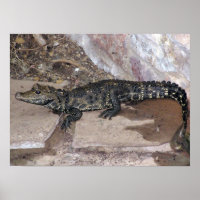 West-Afrikaanse Dwarf Croc - Osteolaemus tetraspis