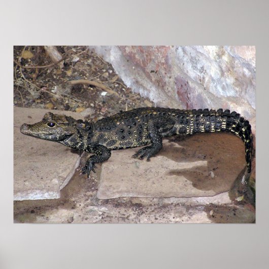 West-Afrikaanse Dwarf Croc - Osteolaemus tetraspis Poster (Voorkant)