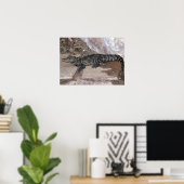 West-Afrikaanse Dwarf Croc - Osteolaemus tetraspis Poster (Thuiskantoor)