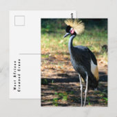 West-Afrikaanse Kroonkraan Briefkaart (Voorkant / Achterkant)