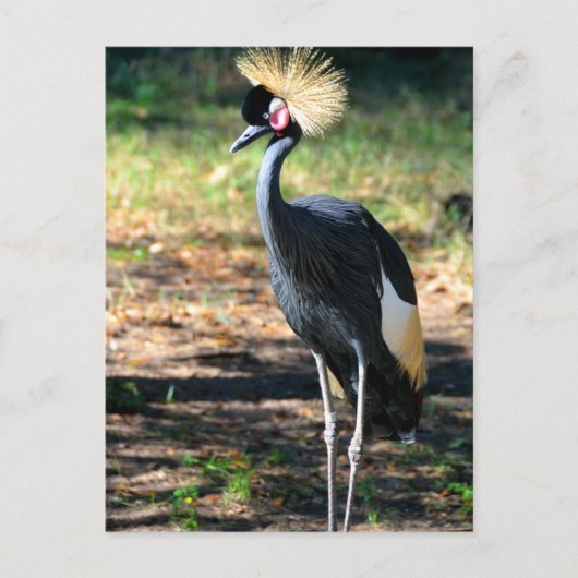 West-Afrikaanse Kroonkraan Briefkaart (Voorkant)