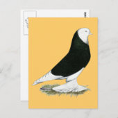 West Black Bald Pigeon Briefkaart (Voorkant / Achterkant)