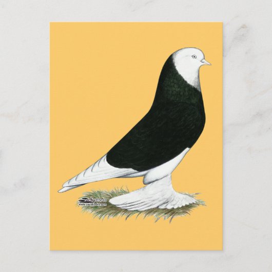 West Black Bald Pigeon Briefkaart (Voorkant)