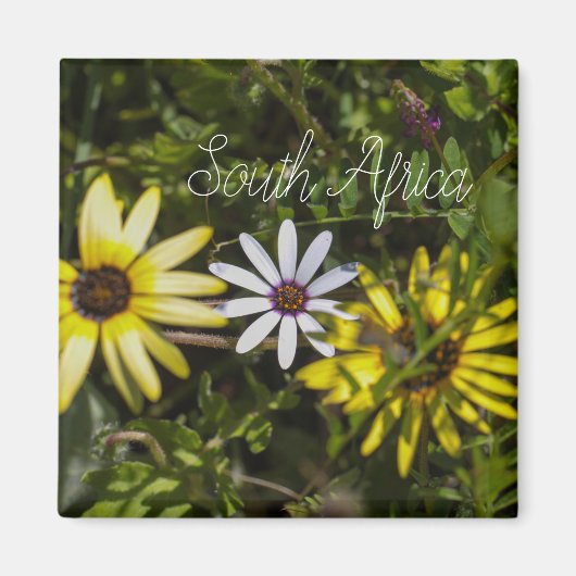 West Coast South Africa Wilde Flower ZA Magneet (Voorkant)