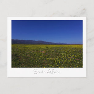West Coast Wild Flowers South Africa SA. Briefkaart