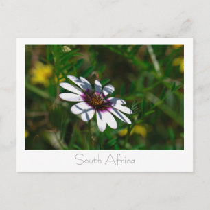 West Coast Wild Flowers South Africa SA. Briefkaart
