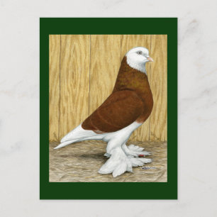 West-Engeland Tumbler Red Baldhead Briefkaart