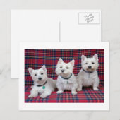 West Highland Terrier Briefkaart (Voorkant / Achterkant)