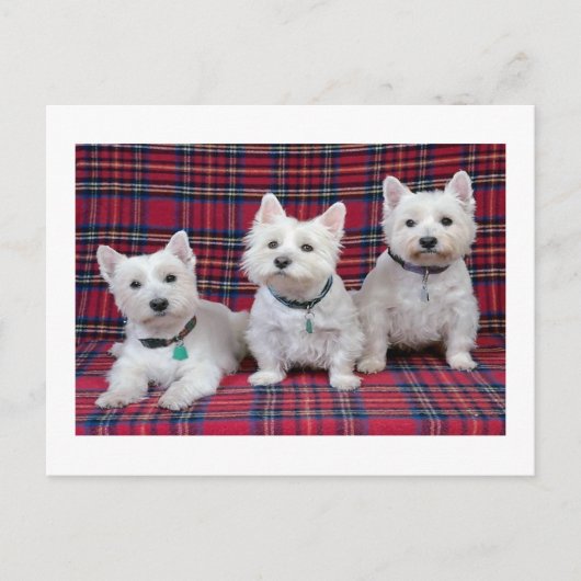 West Highland Terrier Briefkaart (Voorkant)