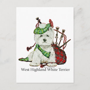 West Highland Terrier Briefkaart