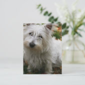 West Highland Terrier Briefkaart (Staand voorkant)