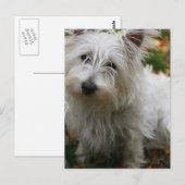 West Highland Terrier Briefkaart (Voorkant / Achterkant)
