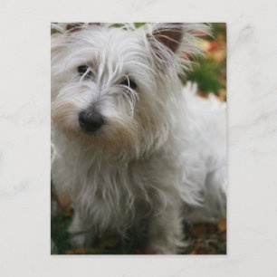 West Highland Terrier Briefkaart