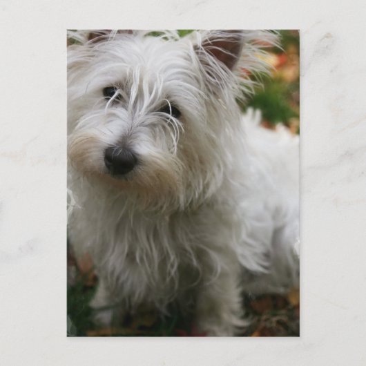 West Highland Terrier Briefkaart (Voorkant)