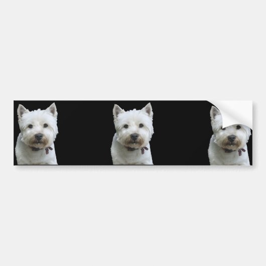 West Highland Terrier Bumpersticker (Voorkant)