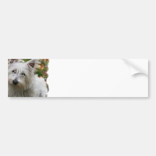 West Highland Terrier Bumperstickers (Voorkant)