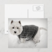 West Highland Terrier in Sweater in the Snow Briefkaart (Voorkant / Achterkant)
