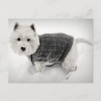 West Highland Terrier in Sweater in the Snow Briefkaart