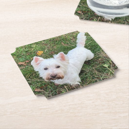 West Highland Terrier Kartonnen Onderzetters (Gekanteld)