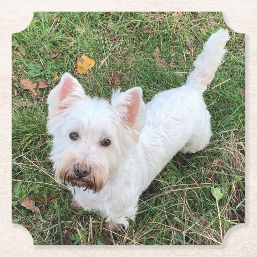 West Highland Terrier Kartonnen Onderzetters (Voorkant)