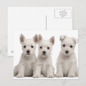 West Highland Terrier puppies (7 weken oud) Briefkaart (Voorkant / Achterkant)