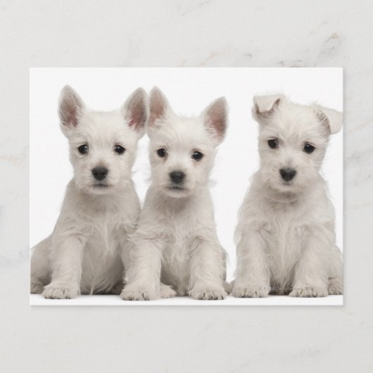 West Highland Terrier puppies (7 weken oud) Briefkaart (Voorkant)