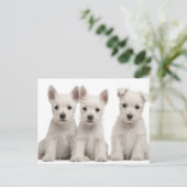 West Highland Terrier puppies (7 weken oud) Briefkaart (Staand voorkant)