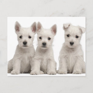 West Highland Terrier puppies (7 weken oud) Briefkaart