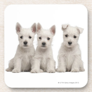 West Highland Terrier puppies (7 weken oud) Drankjes Onderzetter