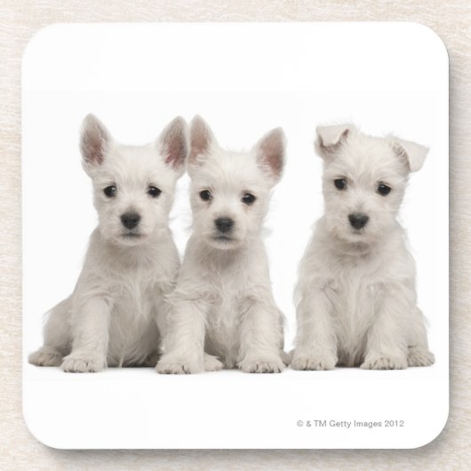 West Highland Terrier puppies (7 weken oud) Drankjes Onderzetter (Voorkant)