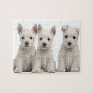 West Highland Terrier puppies (7 weken oud) Legpuzzel