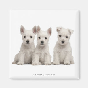 West Highland Terrier puppies (7 weken oud) Magneet