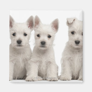 West Highland Terrier puppies (7 weken oud) Magneet