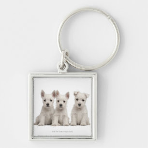West Highland Terrier puppies (7 weken oud) Sleutelhanger